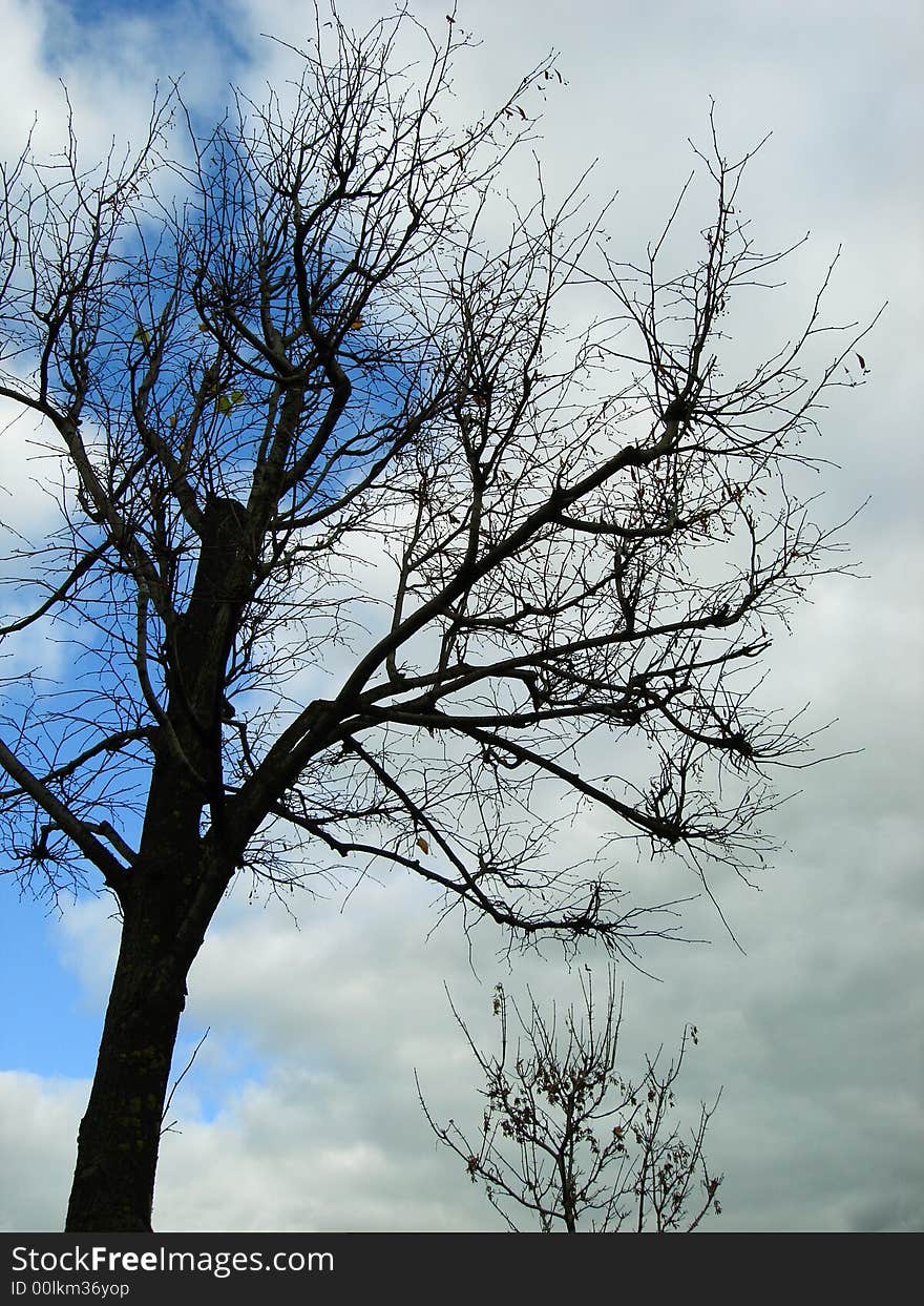 Naked tree on a background of the autumn sky