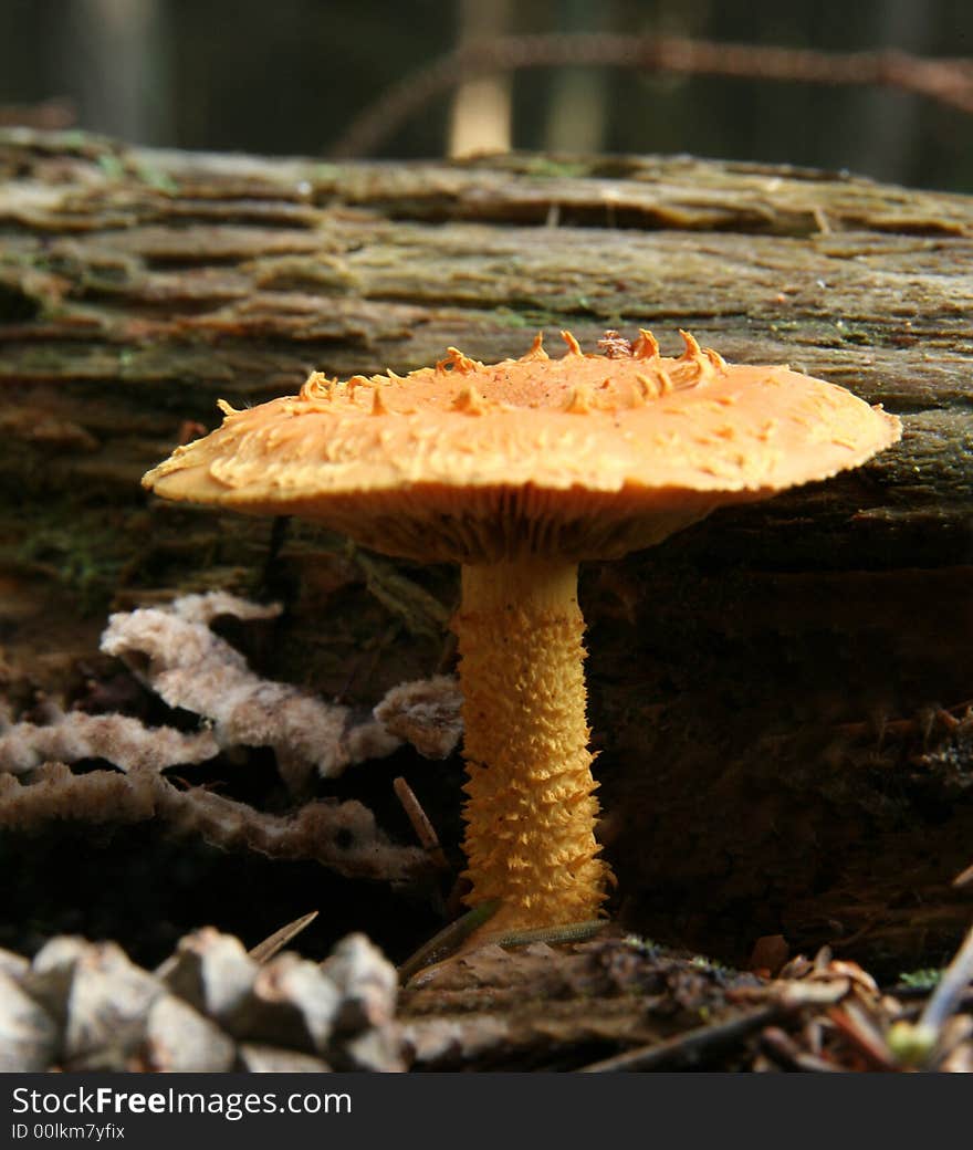 Small mushroom  in the forest