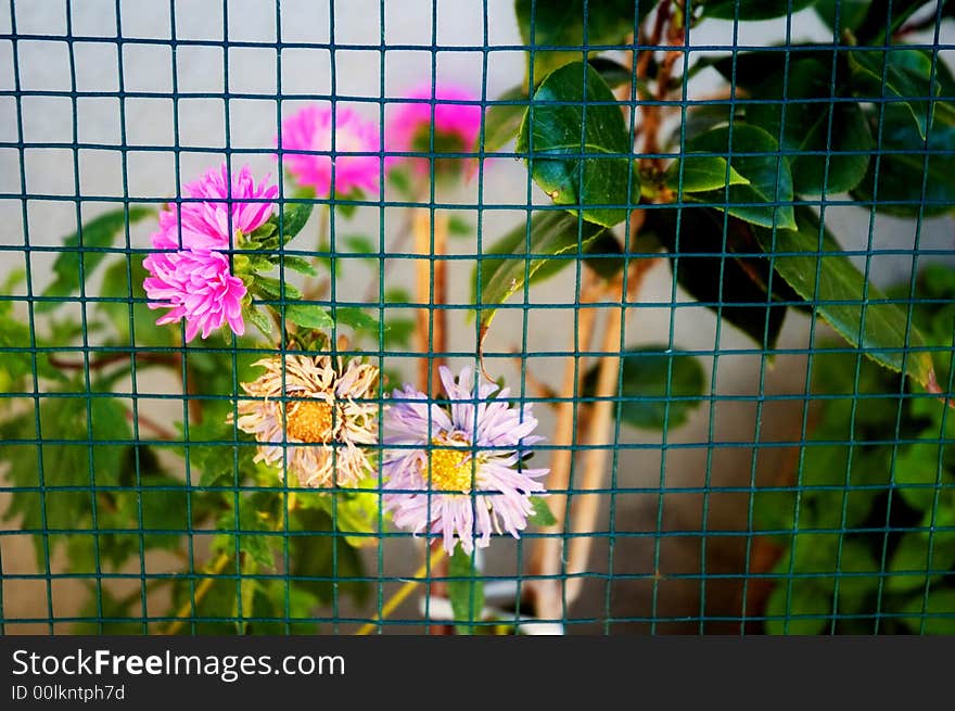 Flowers sticking out from behind a wire fence. Flowers sticking out from behind a wire fence