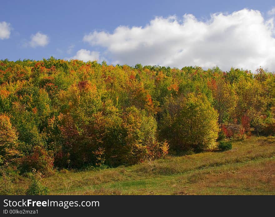 Forest with yellow tree in autumn