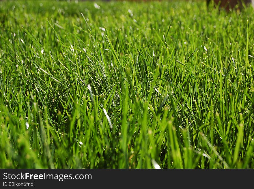 Green grass in summer ,  detail