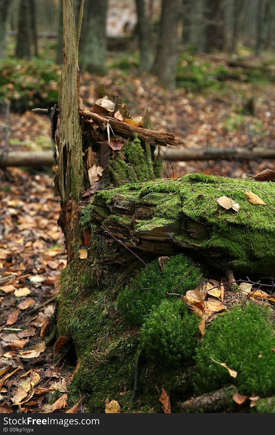 Mossy tree trunk in the forrest