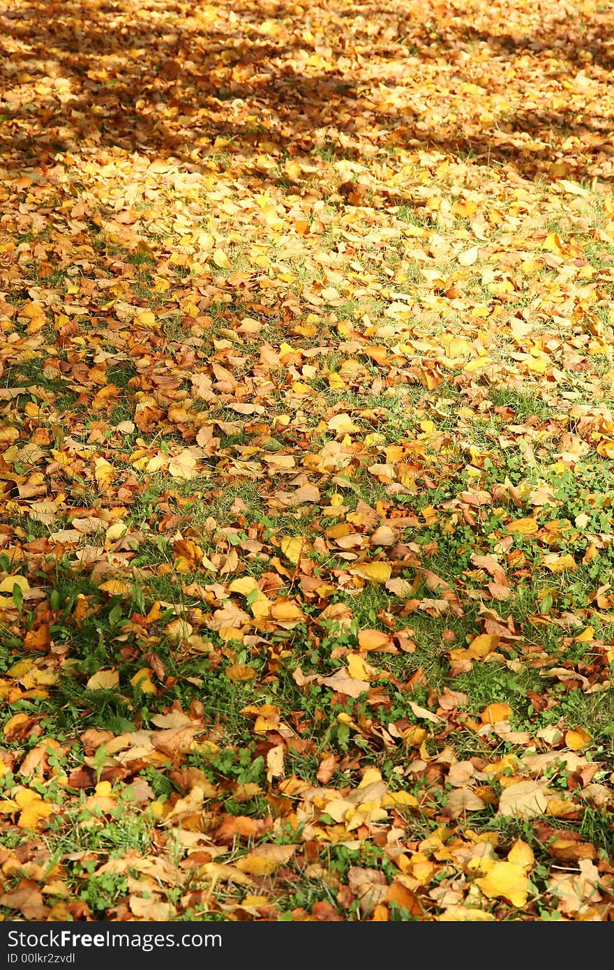 Brown yellow Autumn Leafs on the grass.