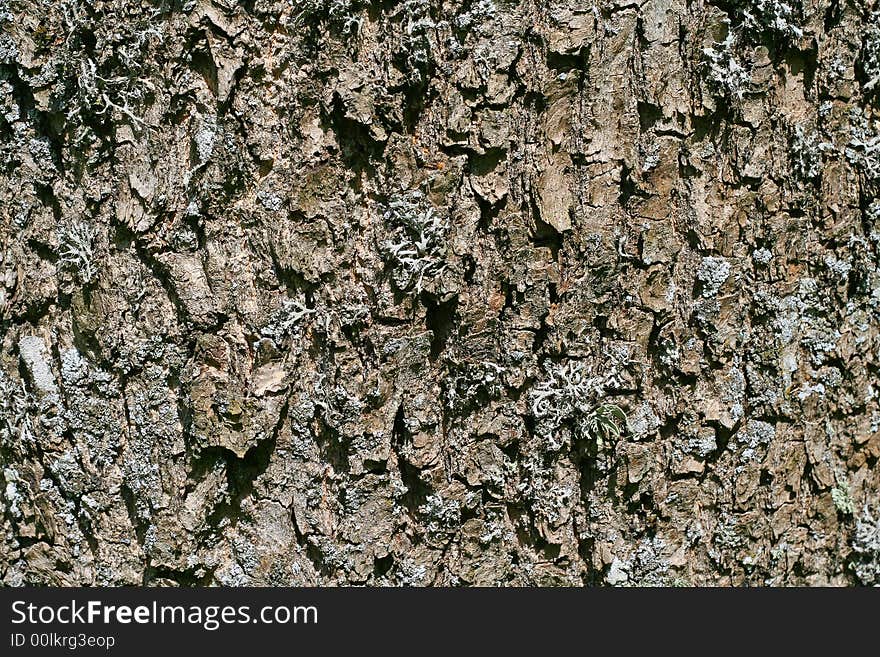 Close up of tree bark, texture.