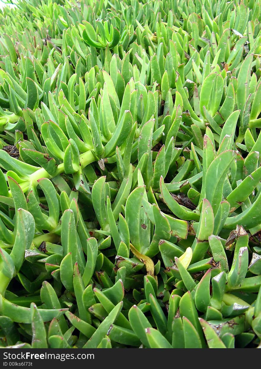 A grass like plant expanding, green and fresh