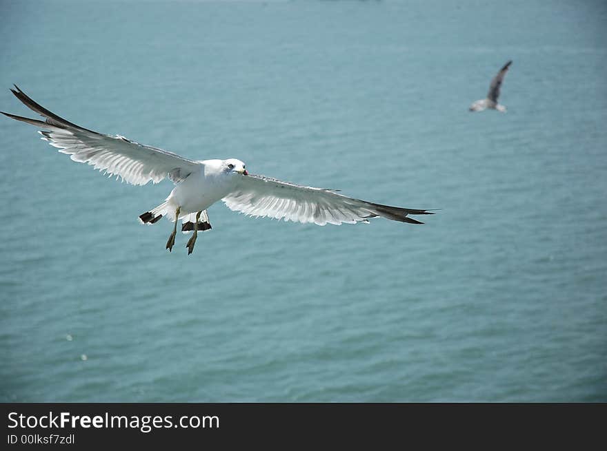 Seagull--1