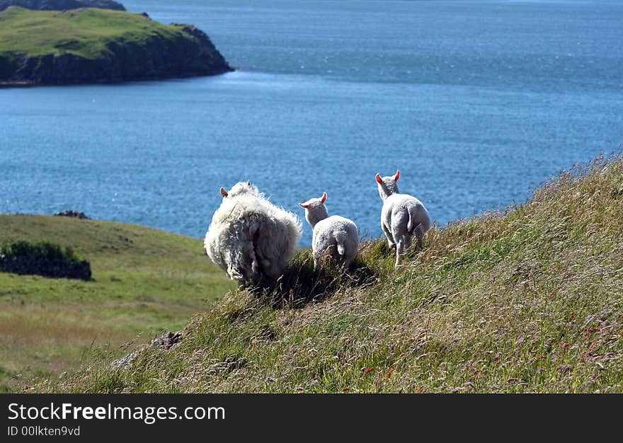 Sheep With A view