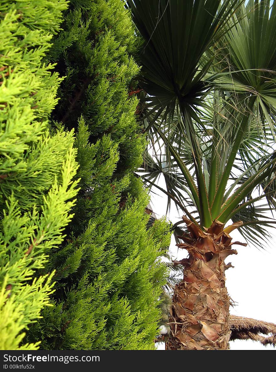 Green plant and palm tree close up shot. Green plant and palm tree close up shot