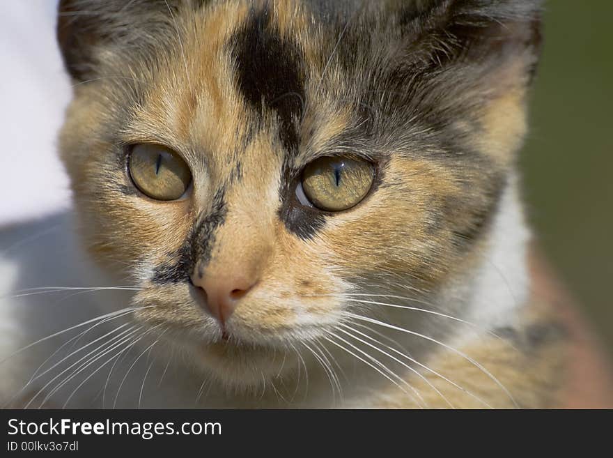 Close up of a cat's face