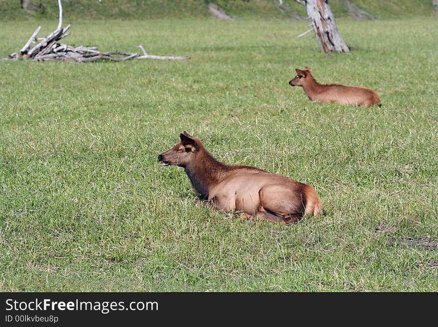 Young elk in Alaskan countryside. Young elk in Alaskan countryside.