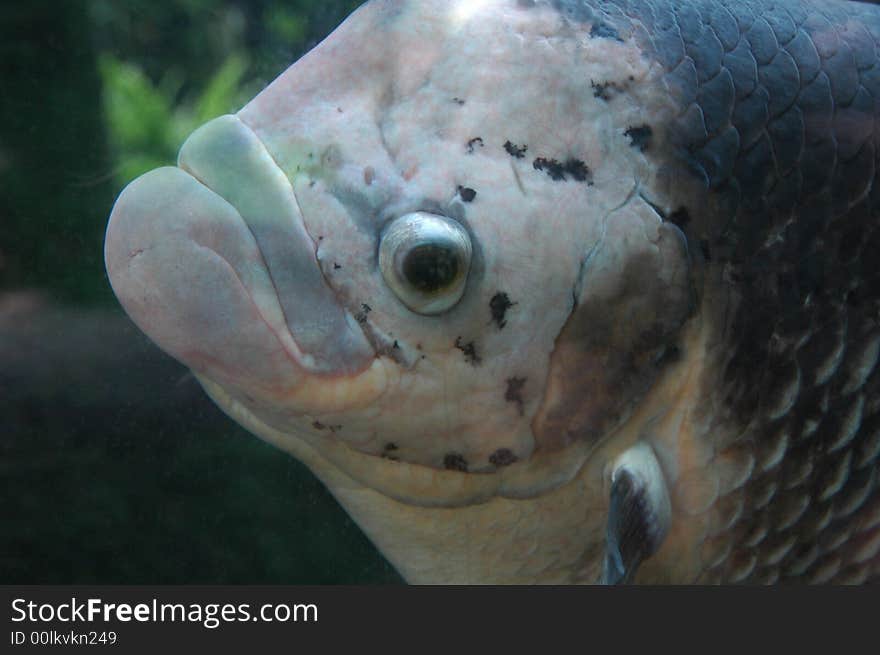 Fish sight from great sea aquarium in ZOO Lesna, Czech republic