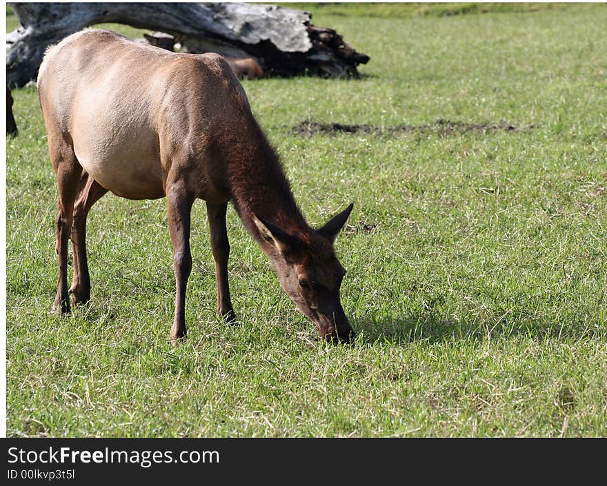 Young elk in Alaskan countryside. Young elk in Alaskan countryside.