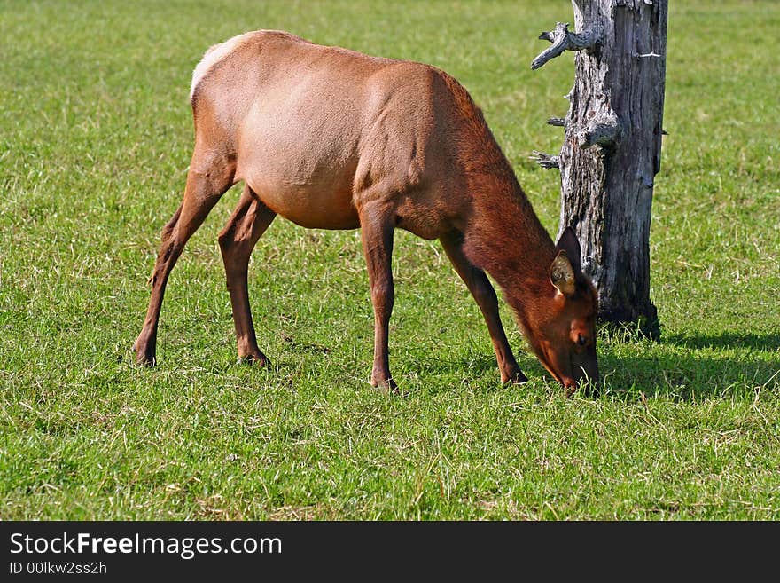 Young elk in Alaskan countryside. Young elk in Alaskan countryside.