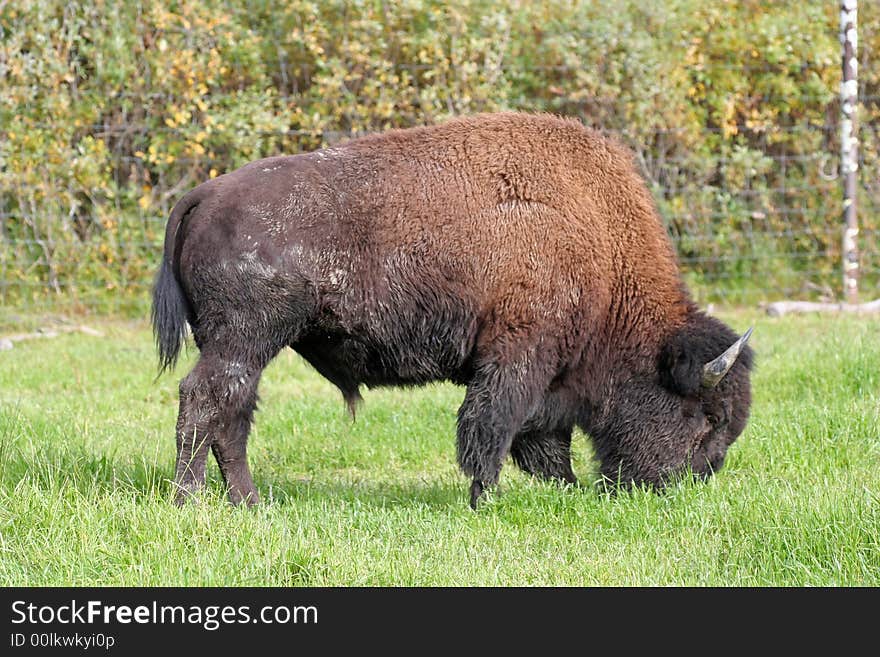 Male Bison in Alaskan countryside. Male Bison in Alaskan countryside.