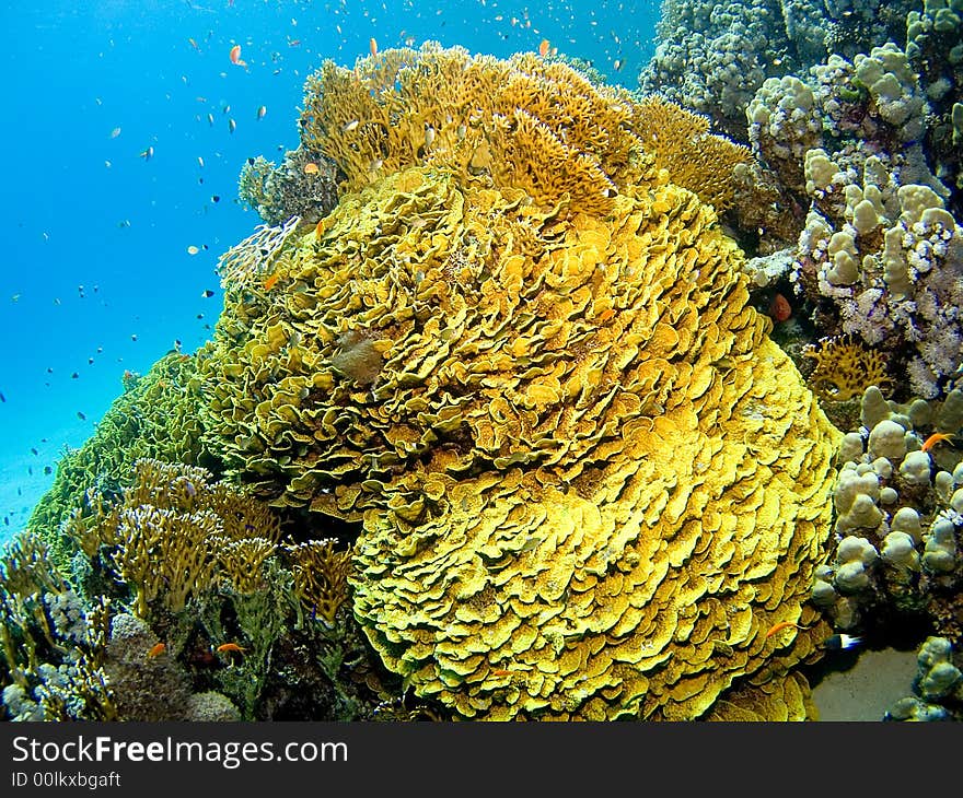 Coral in the Red Sea