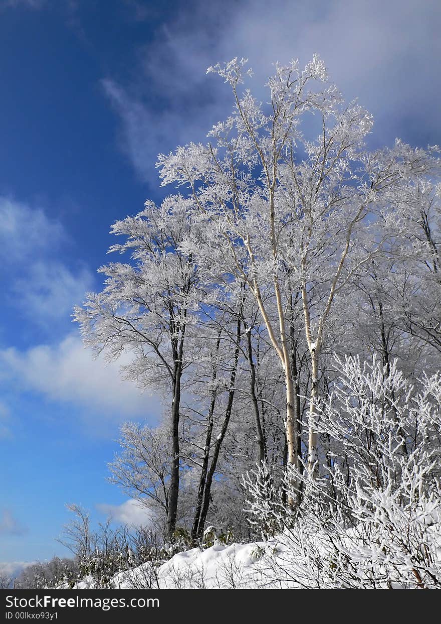 winter forest with frosted tree branches over blue sky. winter forest with frosted tree branches over blue sky