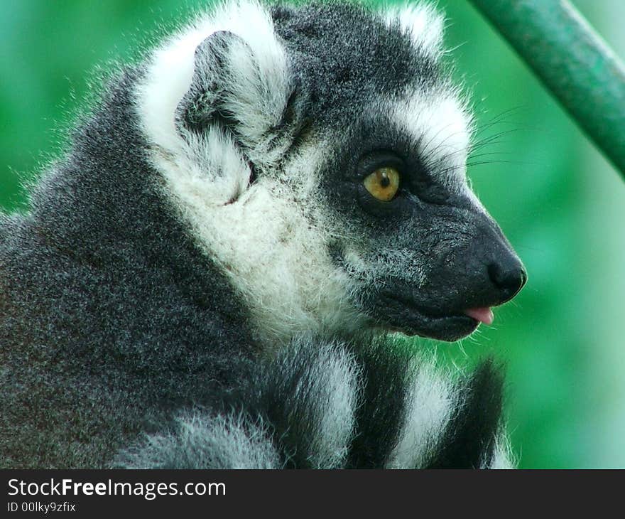 Lemur catta from moscow zoo