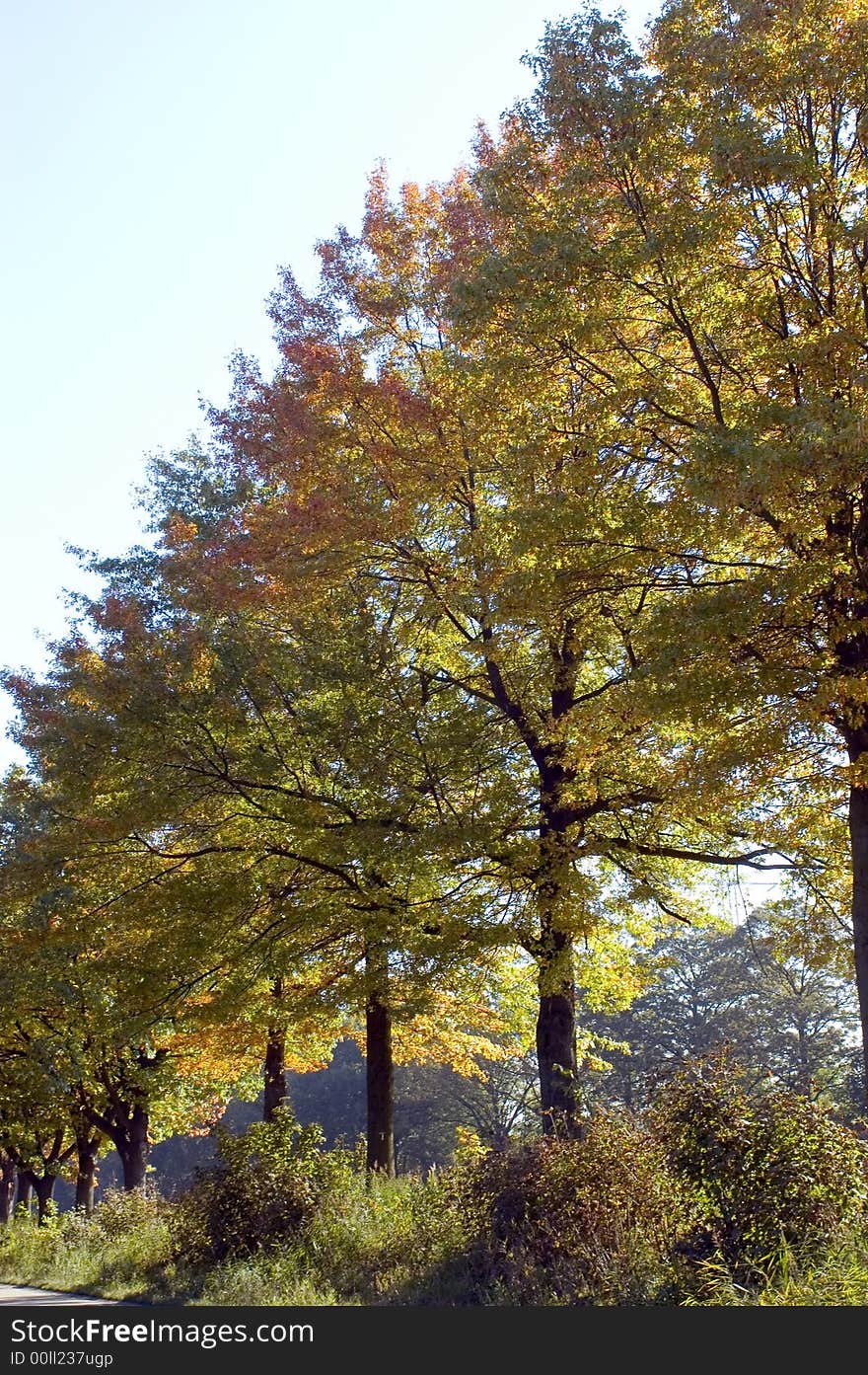 Colored fall in the forest. Colored fall in the forest