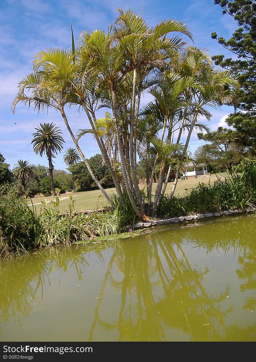 A palm tree with green water around it at a park . A palm tree with green water around it at a park