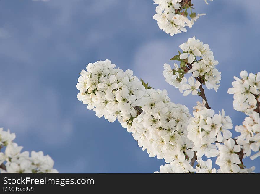 Cherry flowers