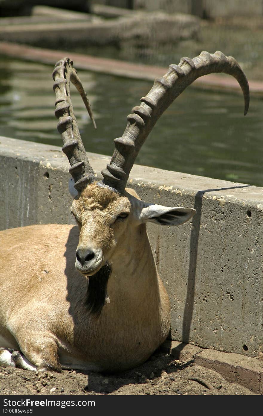 Ibex in reserve park, israel