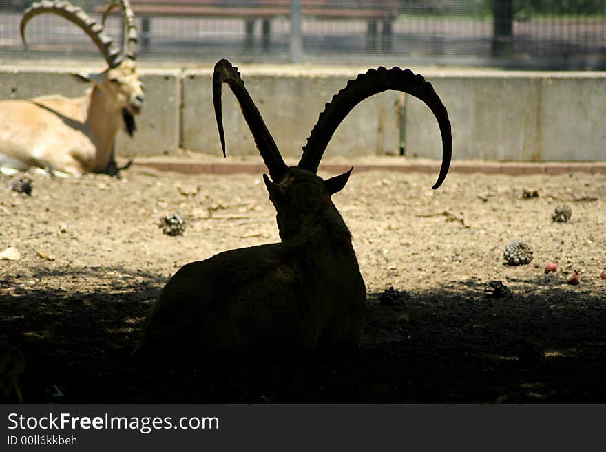 Ibex in reserve park, israel