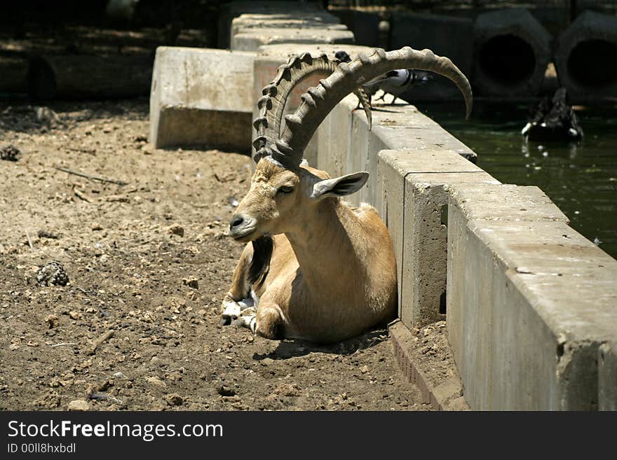 Ibex in reserve park, israel