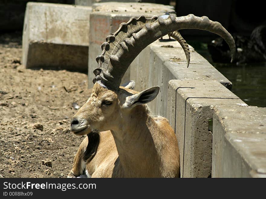 Ibex in reserve park, israel