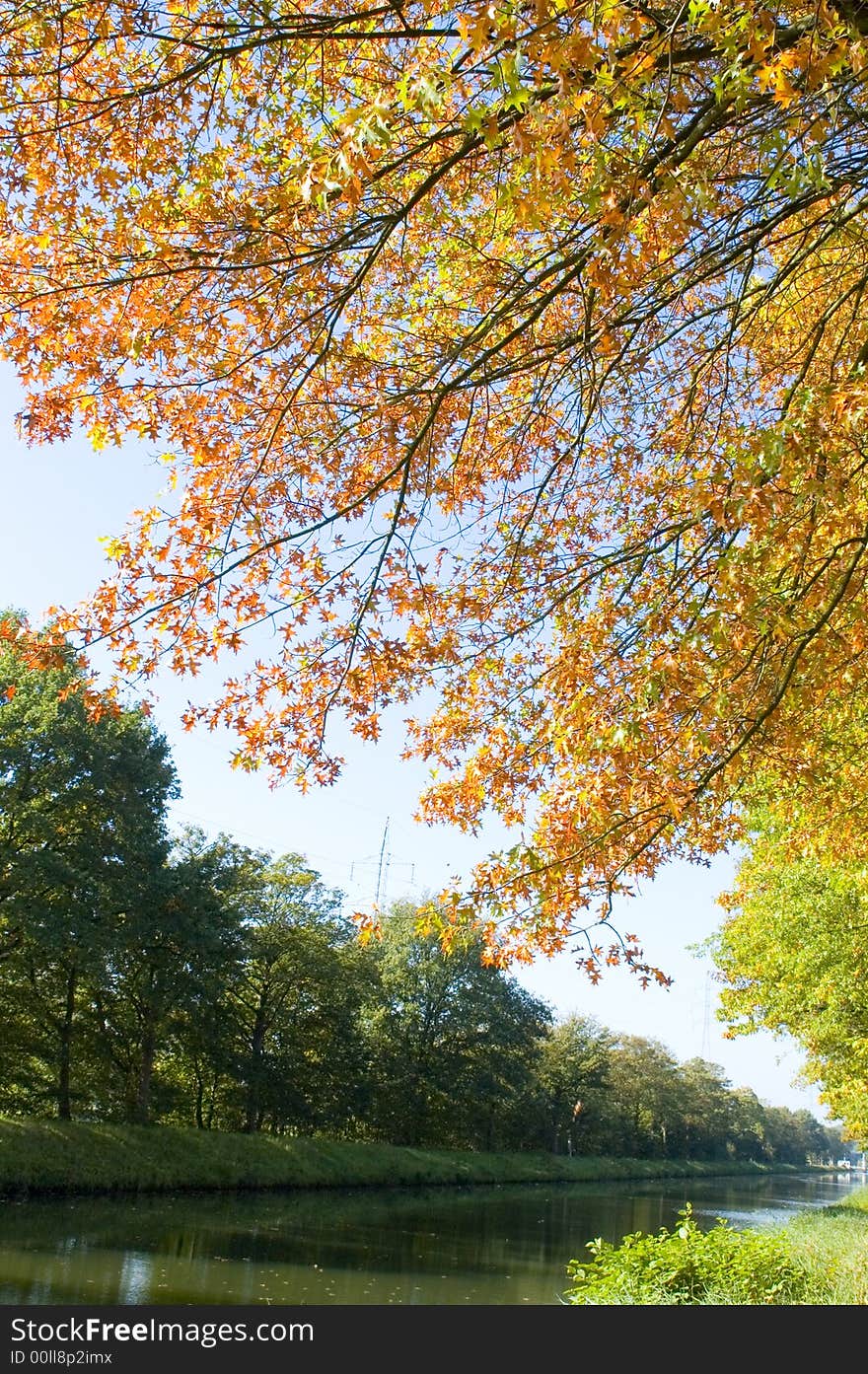 Autumn trees near the river. Autumn trees near the river