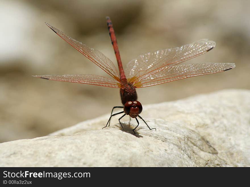 Isoleted picture of a red dragonfly