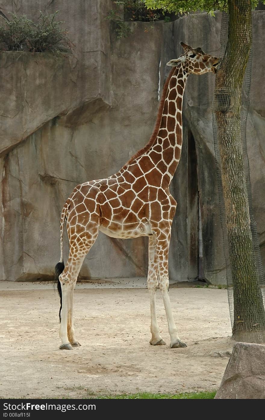 A picture of an adult giraffe at a wisconson zoo