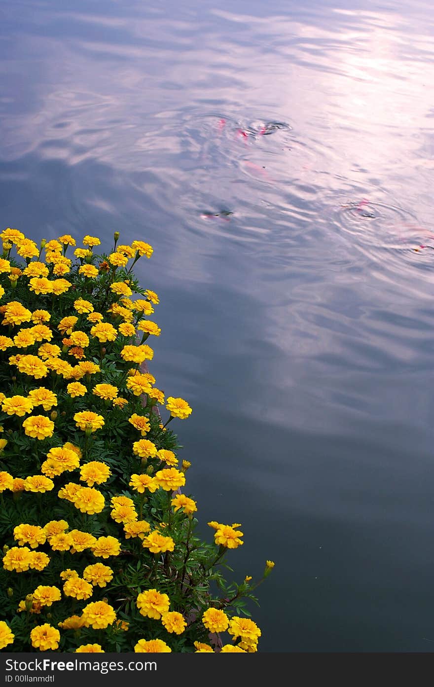 Beautiful yellow flowers together with gold fish swimming in the pool. Beautiful yellow flowers together with gold fish swimming in the pool