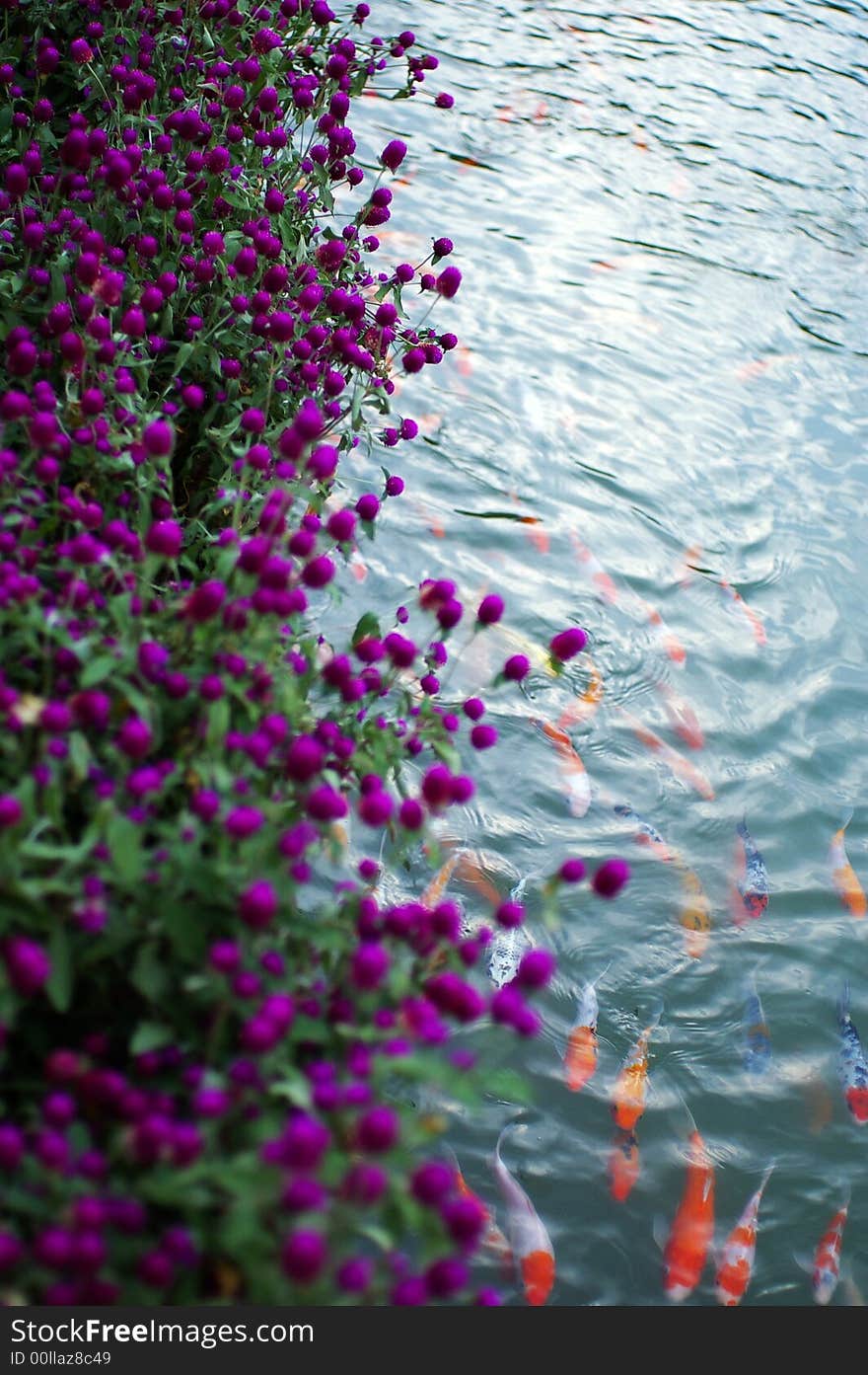 Beautiful yellow flowers together with gold fish swimming in the pool. Beautiful yellow flowers together with gold fish swimming in the pool