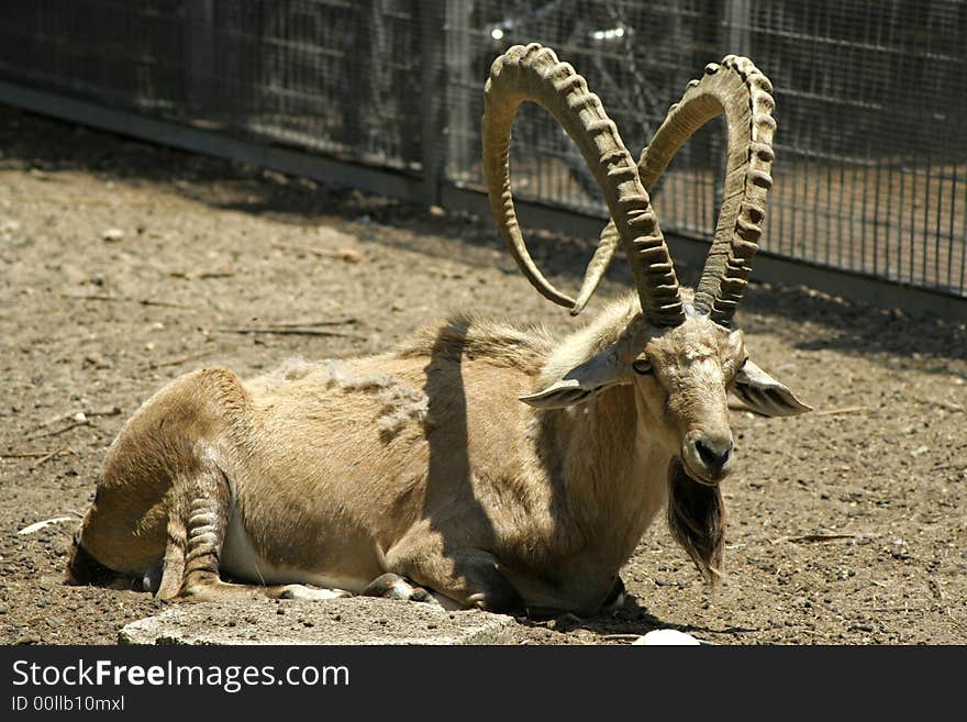 Ibex in reserve park, israel