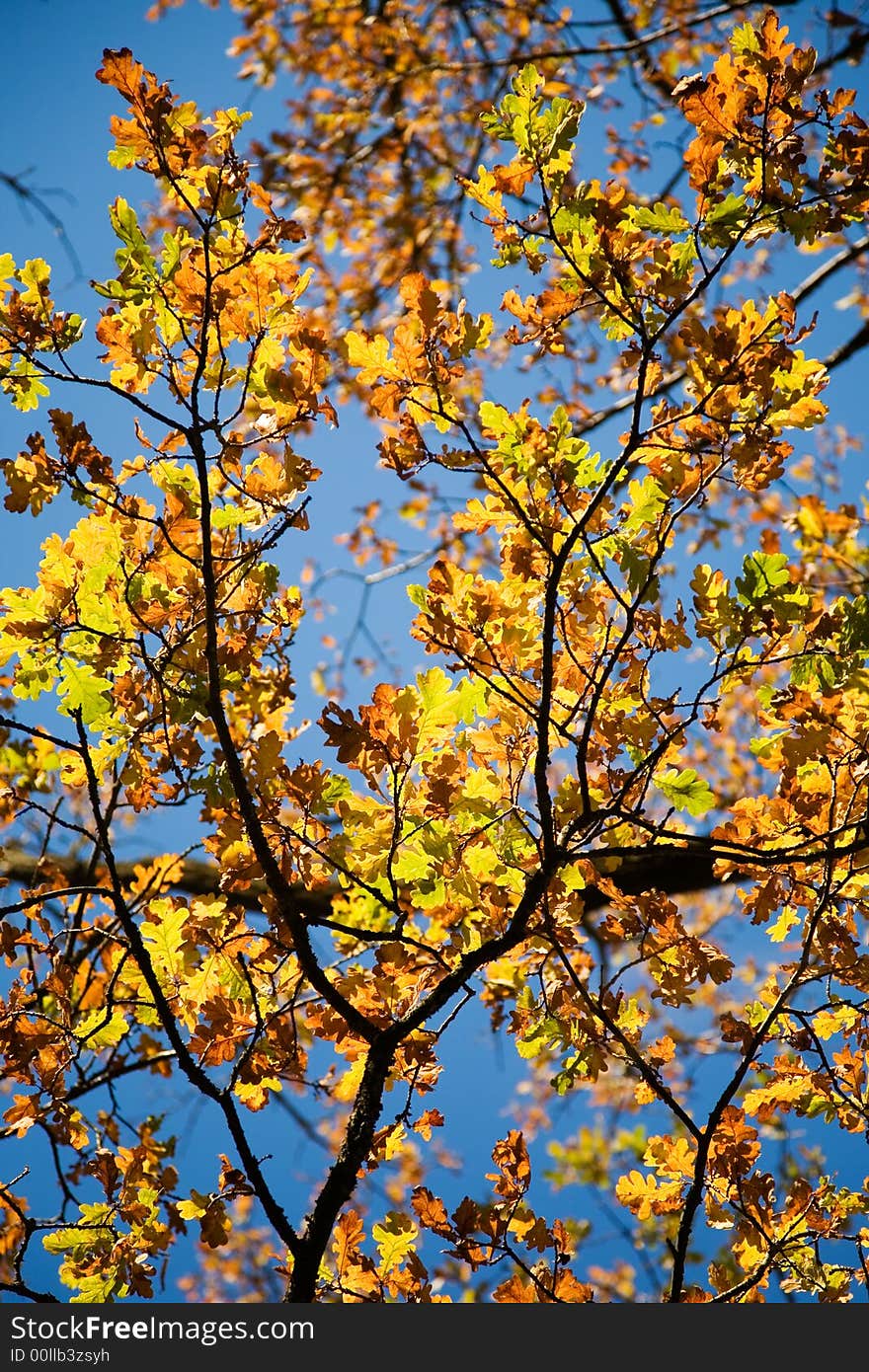 Colorful autumn leaves against bright blue sky