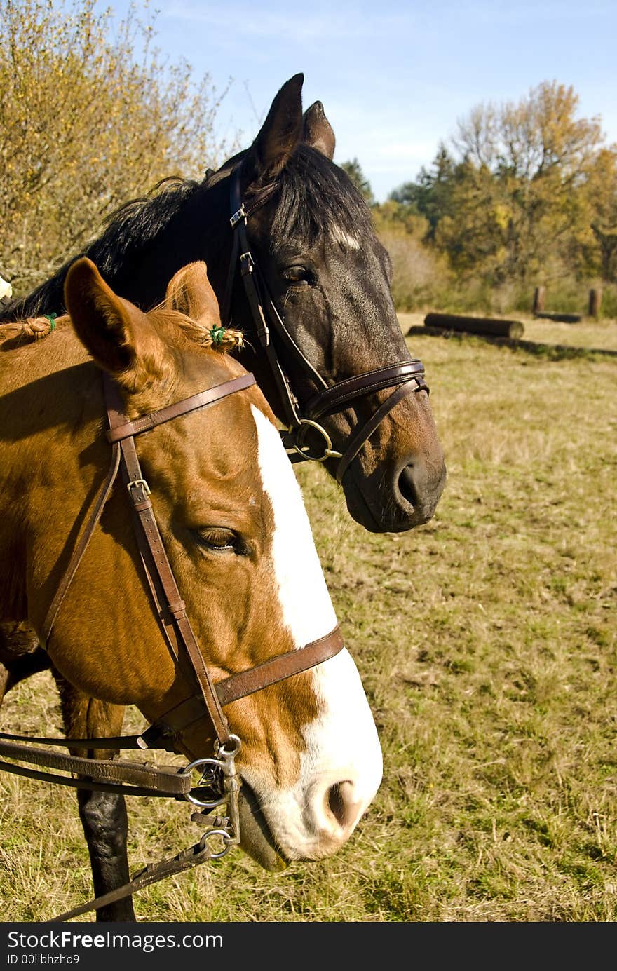 Horses performing at the Woodbrook Hunt Club. Horses performing at the Woodbrook Hunt Club