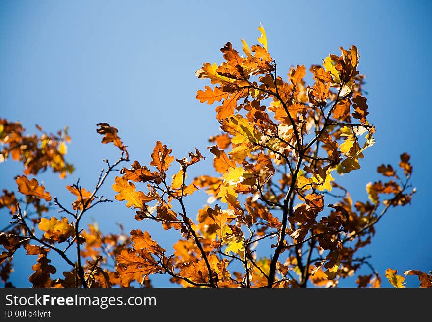 Colorful autumn leaves against bright blue sky