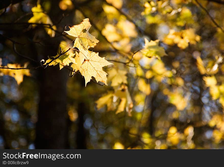 Colorful autumn leaves against bright blue sky