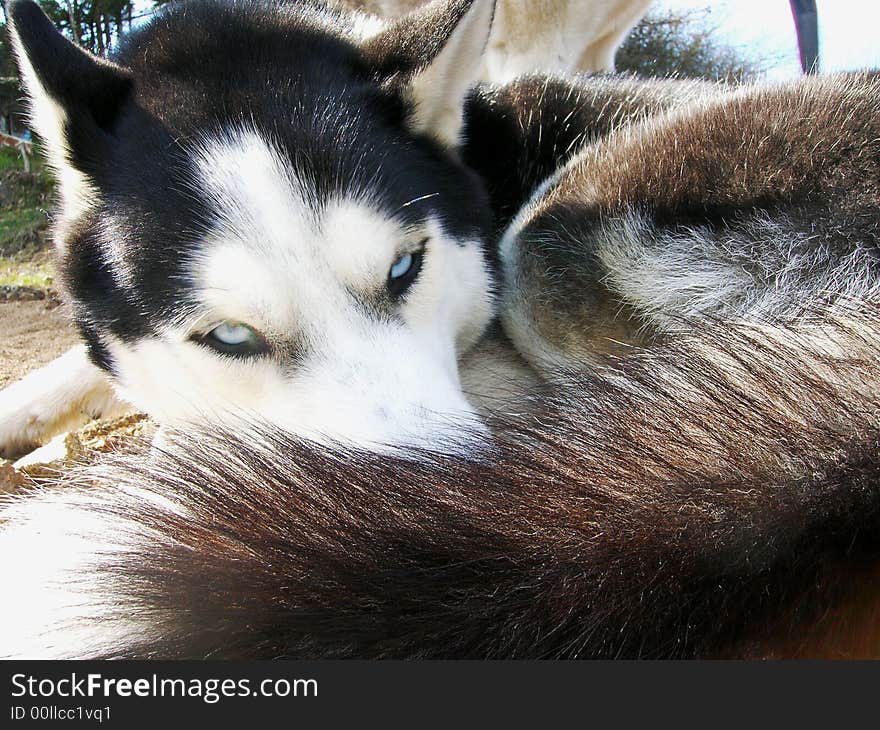 Siberian husky look black.Close-up view. Siberian husky look black.Close-up view.