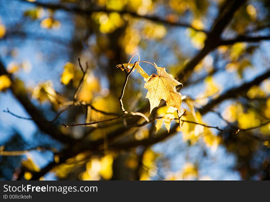 Colorful autumn leaves against bright blue sky