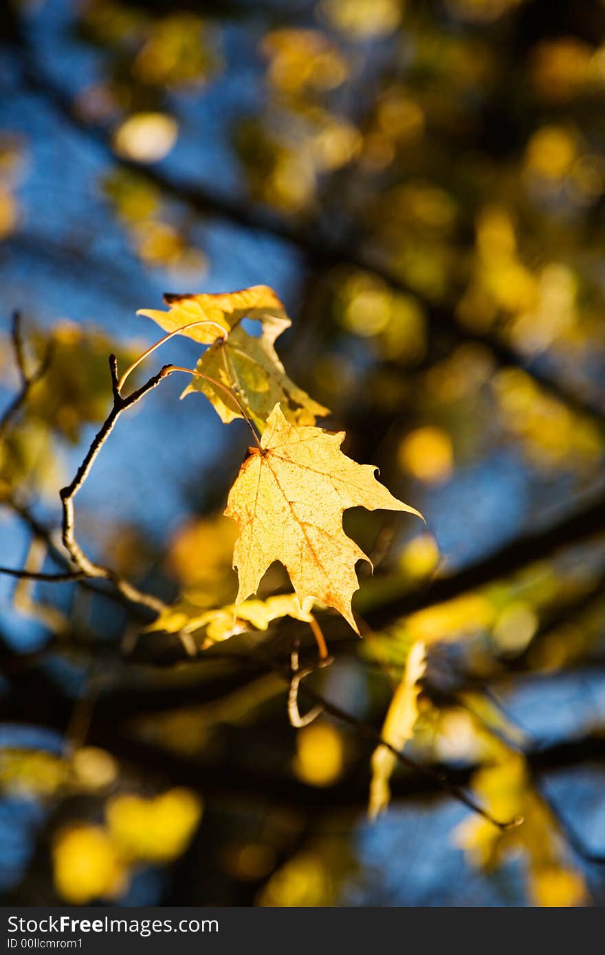 Colorful autumn leaves against bright blue sky