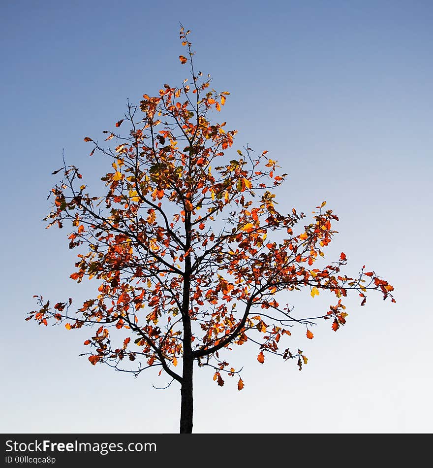 Colorful autumn leaves against bright blue sky