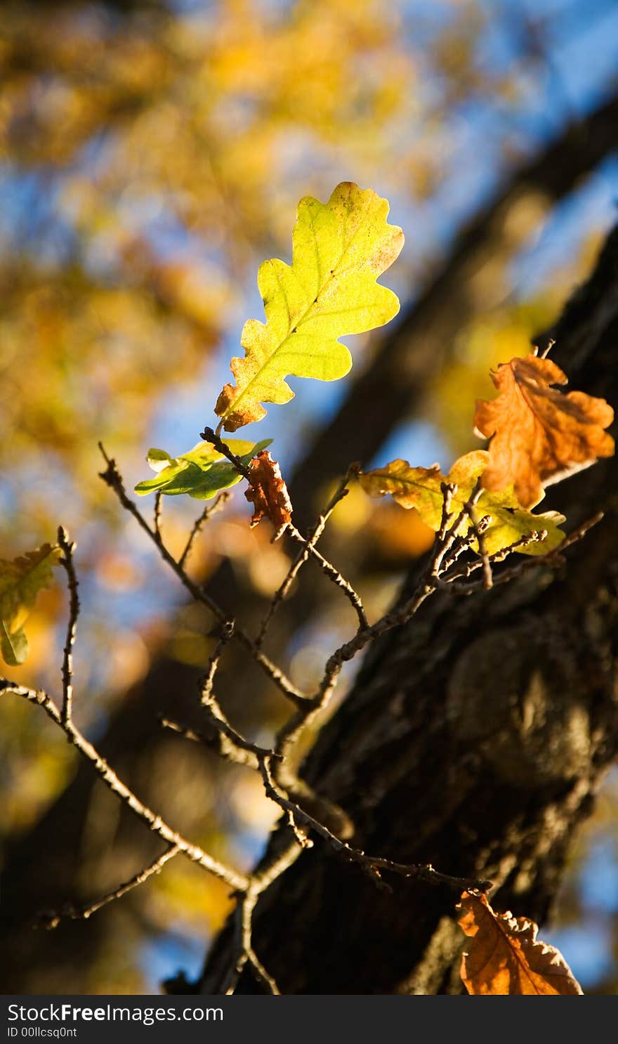 Colorful autumn leaves against bright blue sky