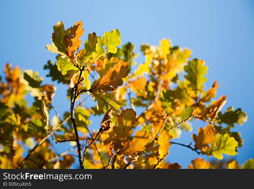 Colorful autumn leaves against bright blue sky