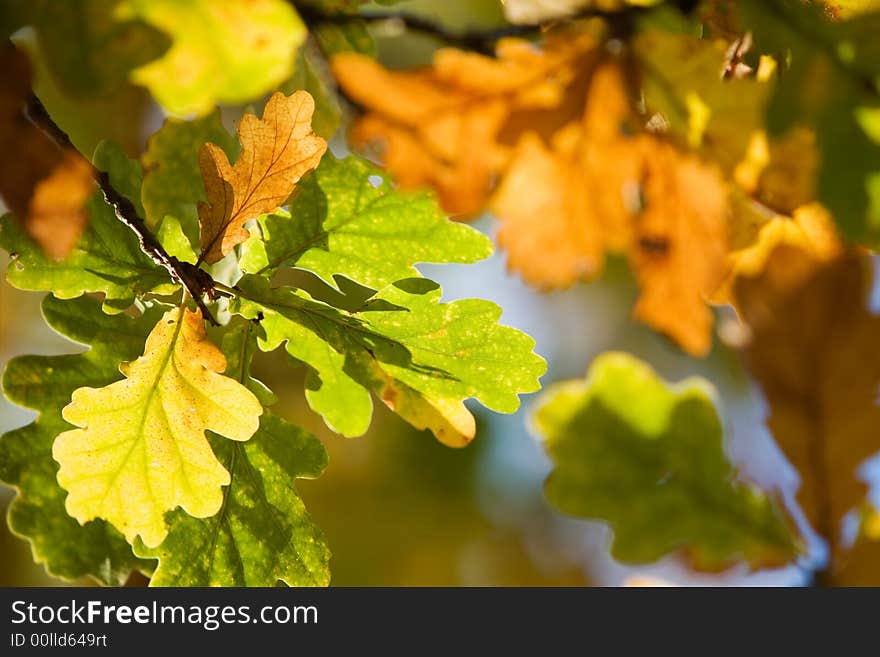 Oak tree leaves in bright autumn colors. Oak tree leaves in bright autumn colors