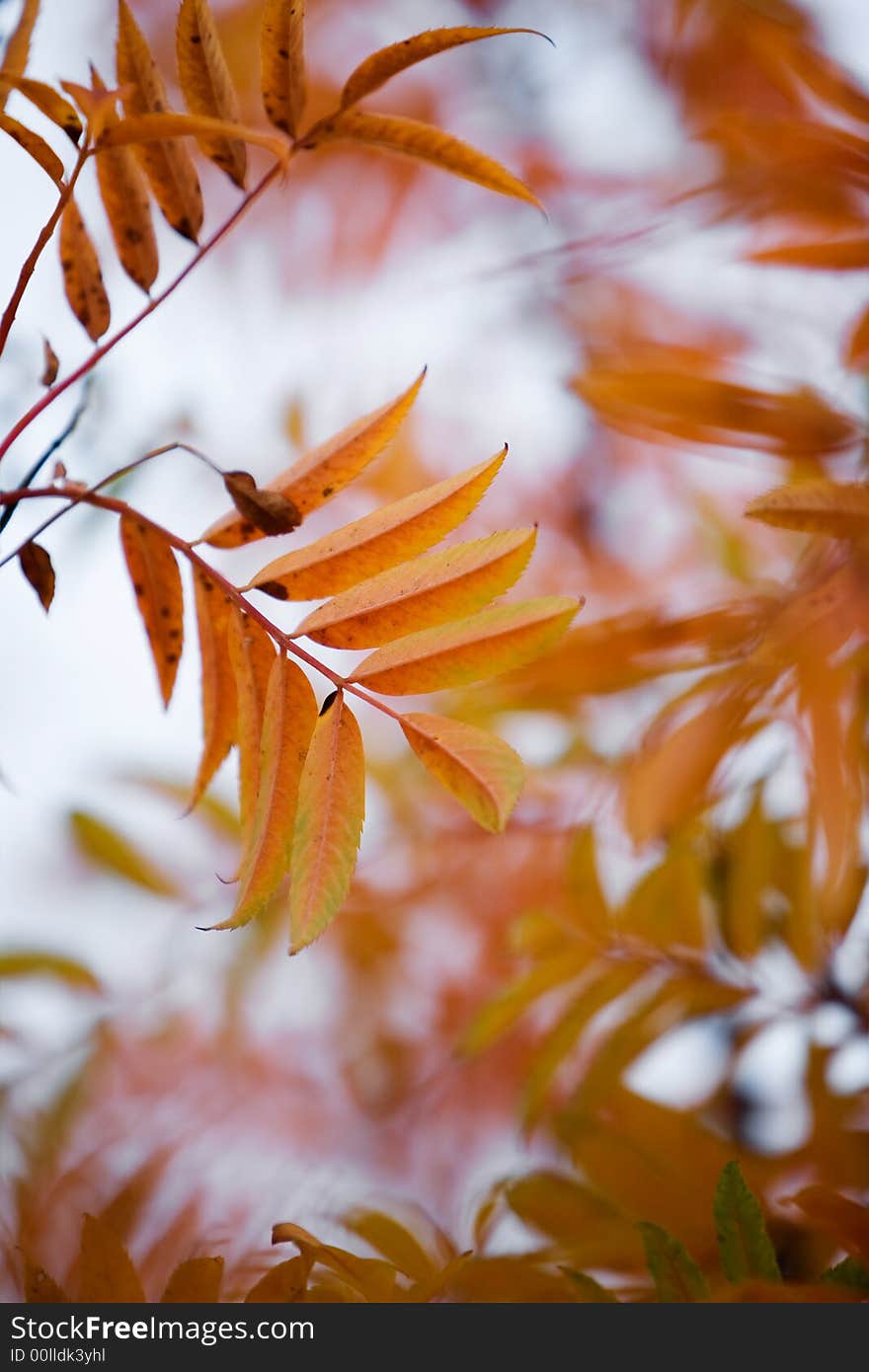 Leaves in beautiful autumn colors. Leaves in beautiful autumn colors