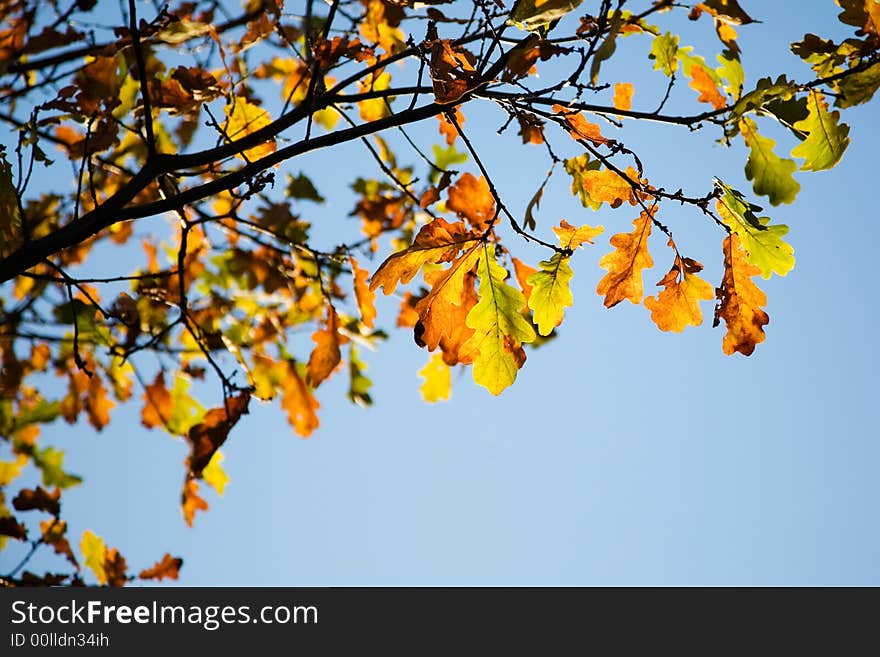 Colorful autumn leaves against bright blue sky