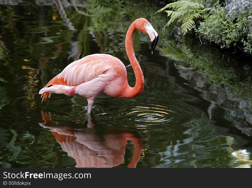 Pink flamingo