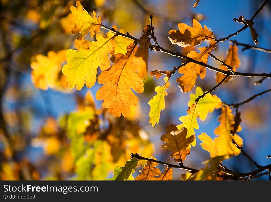 Colorful autumn leaves against bright blue sky