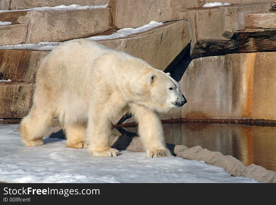 A picture of a polar bear in winter at a wisconson zoo